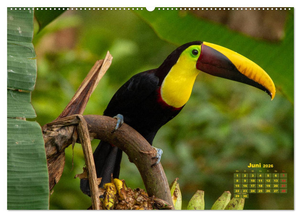 Farbenfrohe Vogelwelt (CALVENDO Premium Wandkalender 2026)