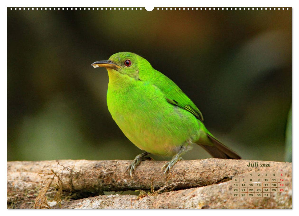 Farbenfrohe Vogelwelt (CALVENDO Premium Wandkalender 2026)