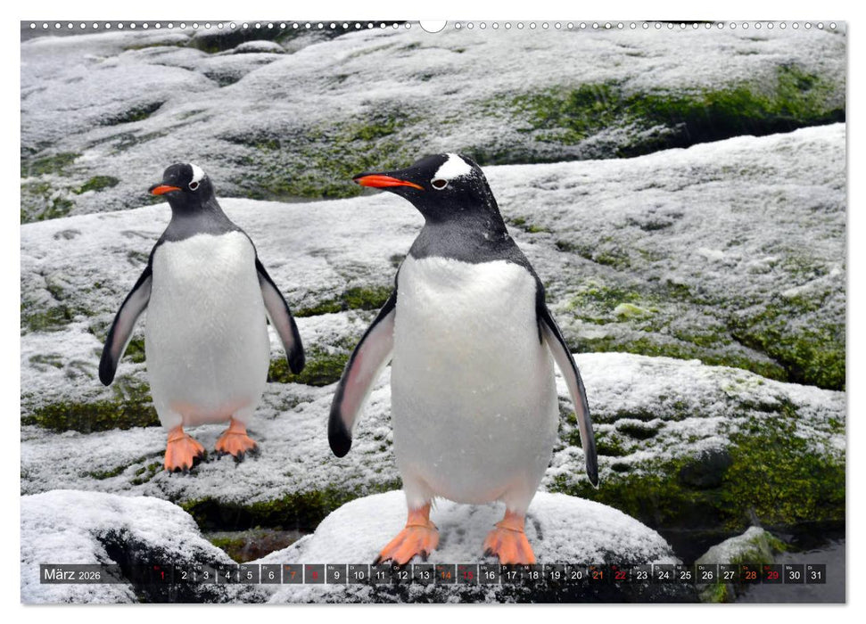Tierparadies Südpolarmeer (CALVENDO Premium Wandkalender 2026)