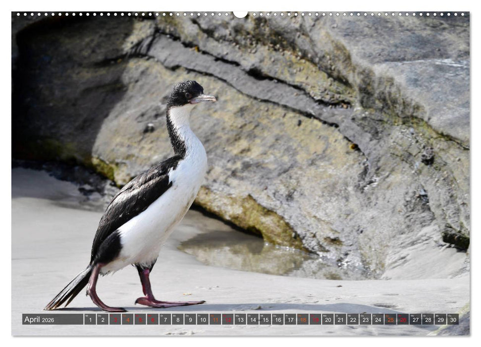 Tierparadies Südpolarmeer (CALVENDO Premium Wandkalender 2026)