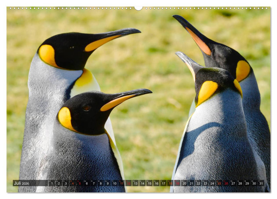 Tierparadies Südpolarmeer (CALVENDO Premium Wandkalender 2026)