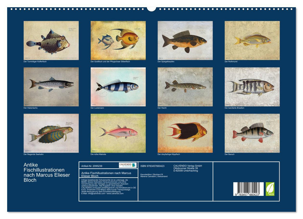 Antike Fischillustrationen nach Marcus Elieser Bloch (CALVENDO Premium Wandkalender 2026)