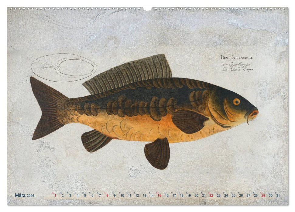 Antike Fischillustrationen nach Marcus Elieser Bloch (CALVENDO Premium Wandkalender 2026)