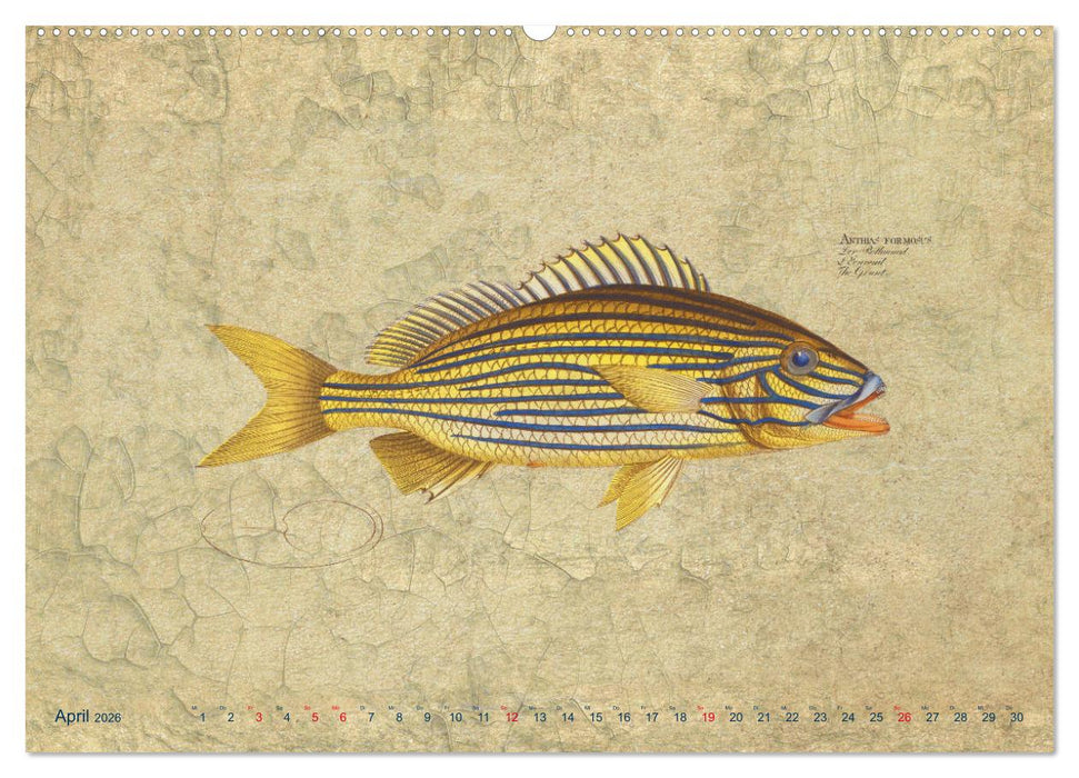 Antike Fischillustrationen nach Marcus Elieser Bloch (CALVENDO Premium Wandkalender 2026)
