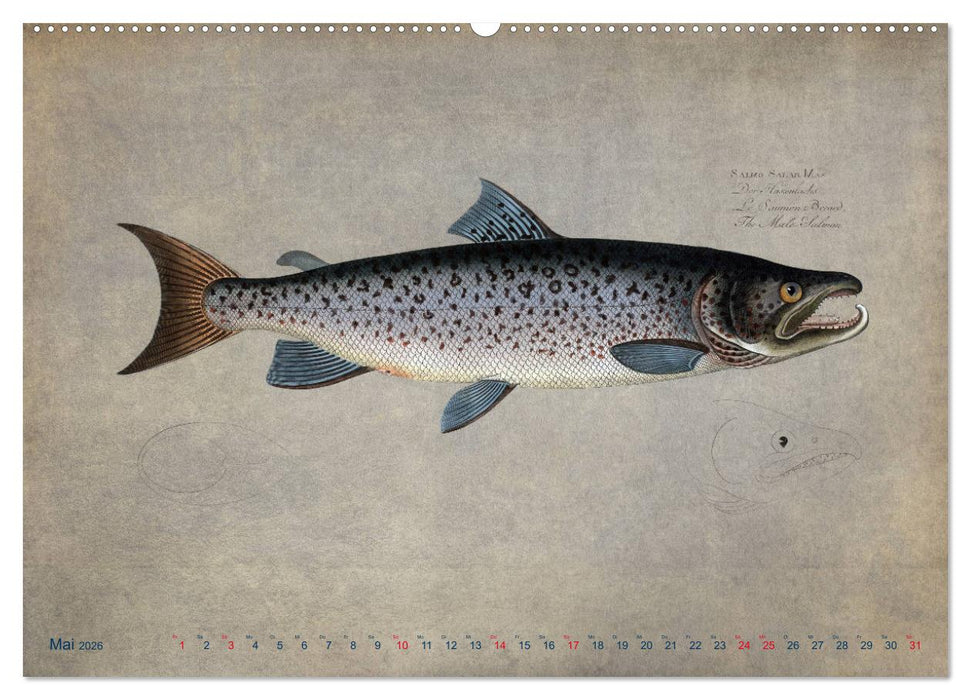 Antike Fischillustrationen nach Marcus Elieser Bloch (CALVENDO Premium Wandkalender 2026)