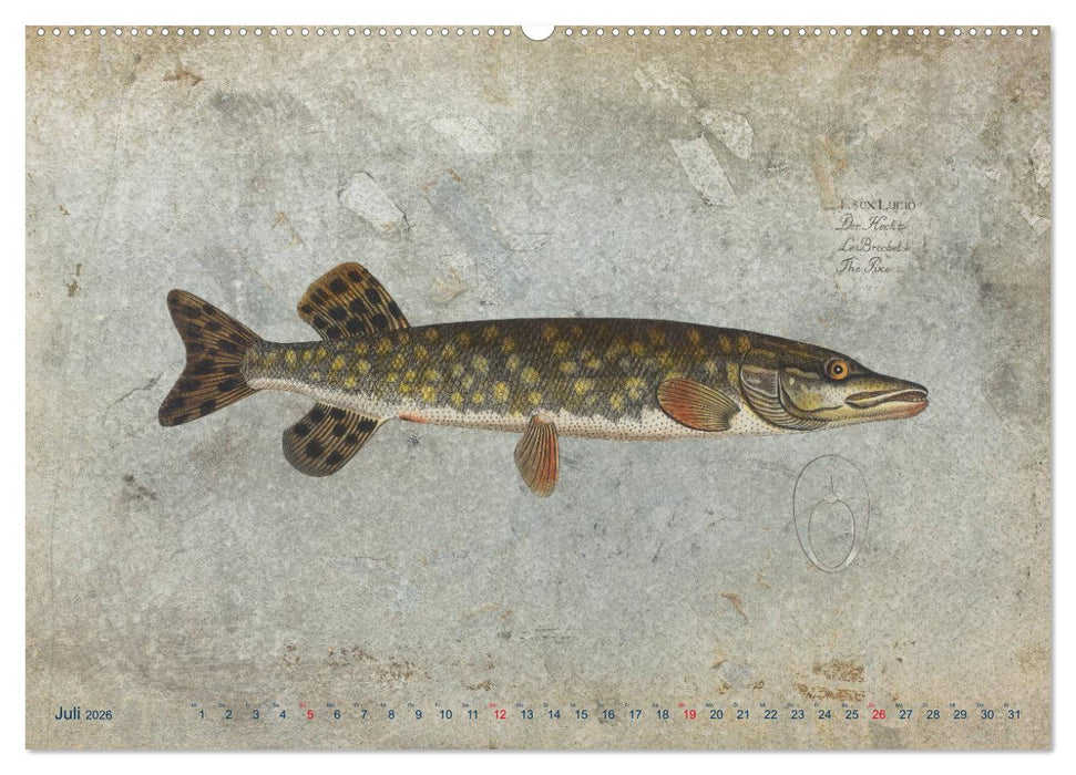 Antike Fischillustrationen nach Marcus Elieser Bloch (CALVENDO Premium Wandkalender 2026)