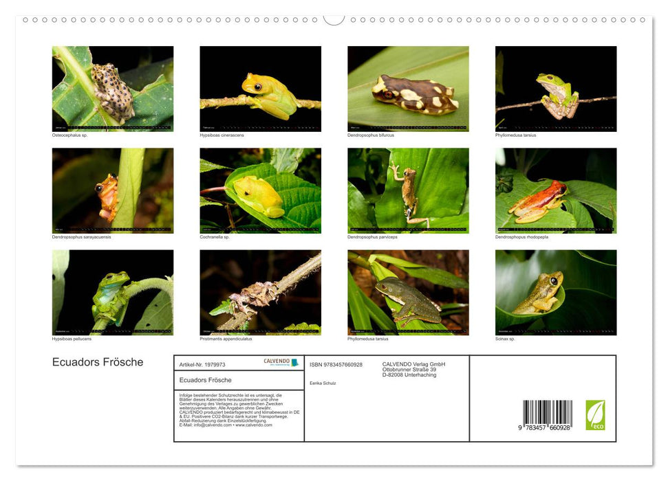 Ecuadors Frösche (CALVENDO Premium Wandkalender 2026)