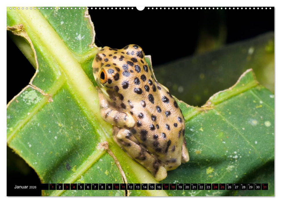 Ecuadors Frösche (CALVENDO Premium Wandkalender 2026)