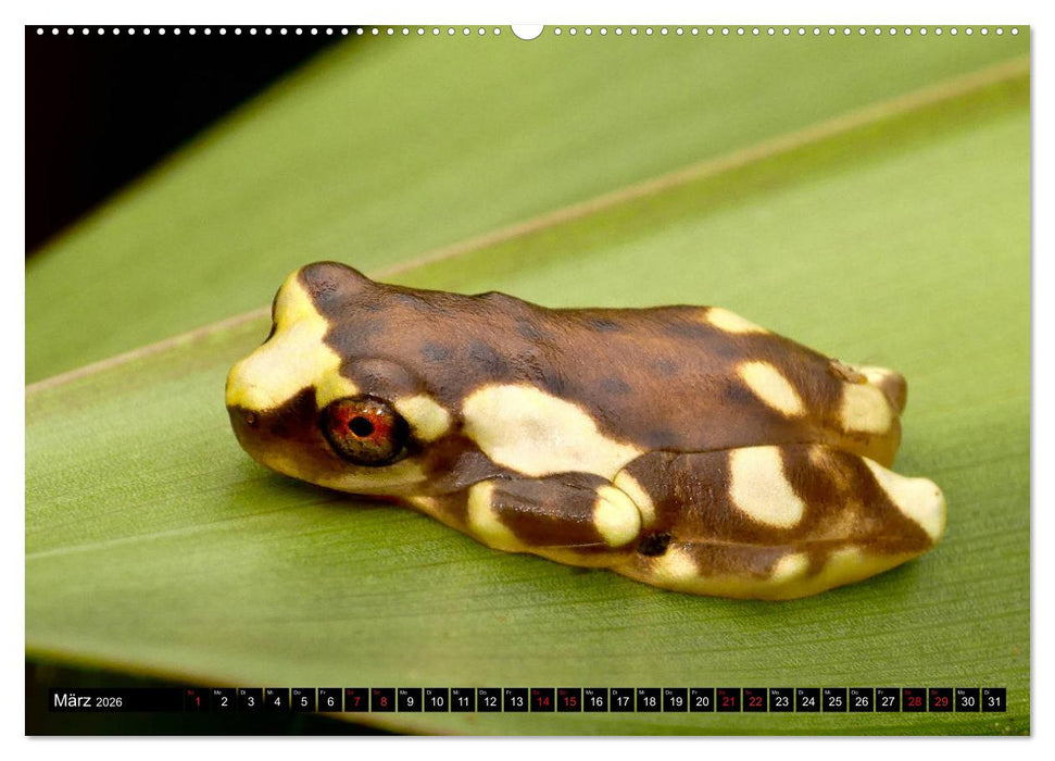 Ecuadors Frösche (CALVENDO Premium Wandkalender 2026)