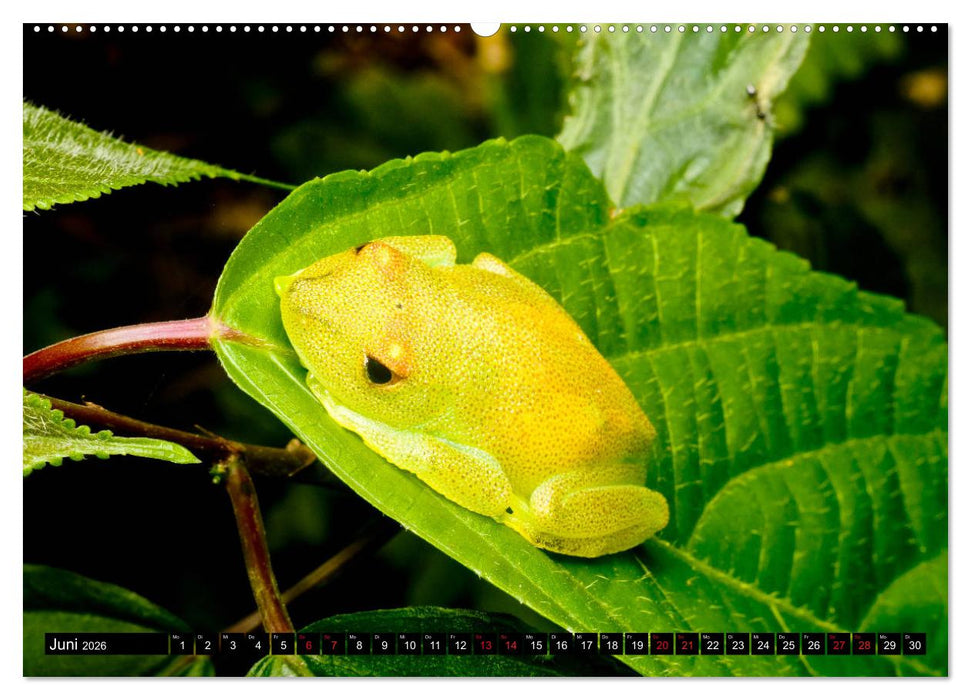 Ecuadors Frösche (CALVENDO Premium Wandkalender 2026)