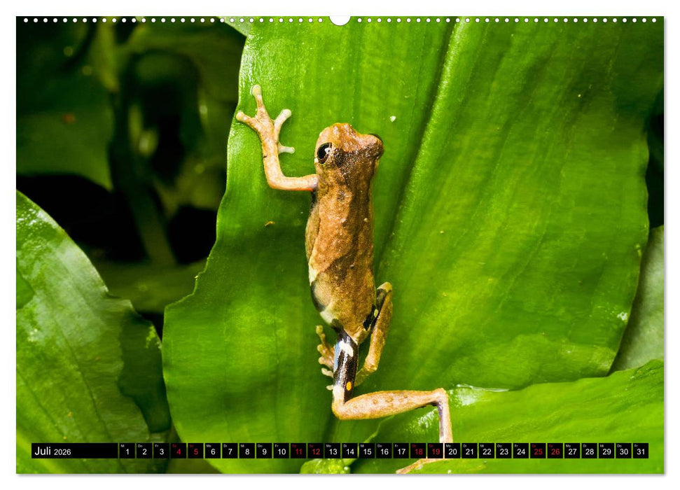 Ecuadors Frösche (CALVENDO Premium Wandkalender 2026)