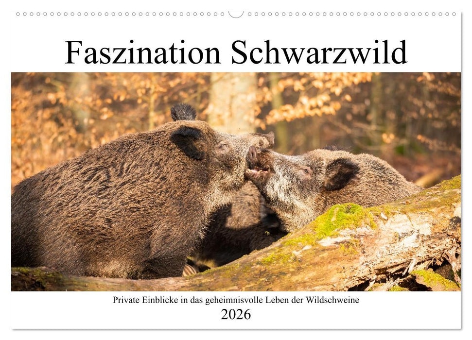 Faszination Schwarzwild (CALVENDO Wandkalender 2026)