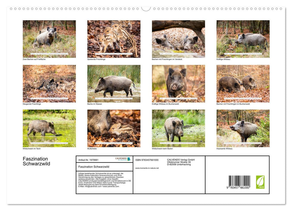 Faszination Schwarzwild (CALVENDO Wandkalender 2026)