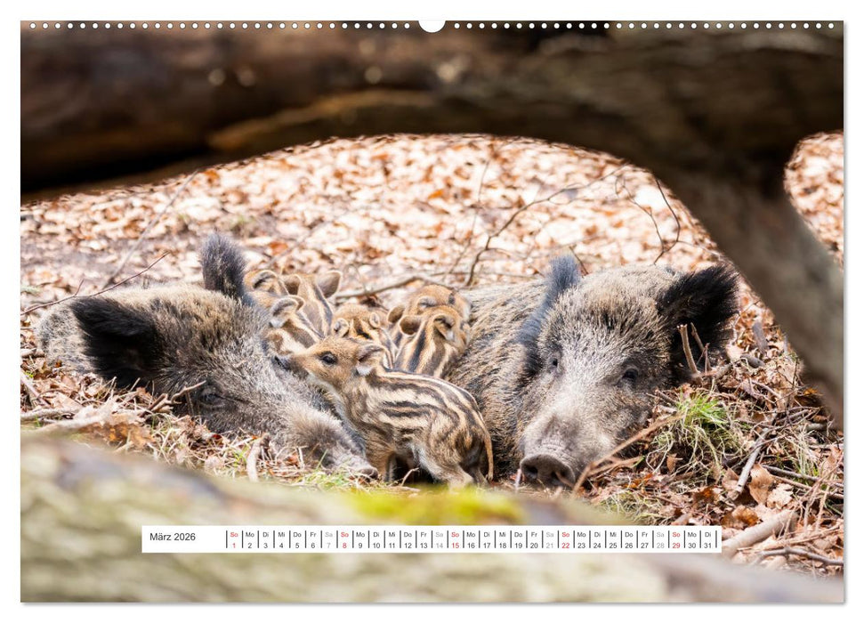 Faszination Schwarzwild (CALVENDO Wandkalender 2026)