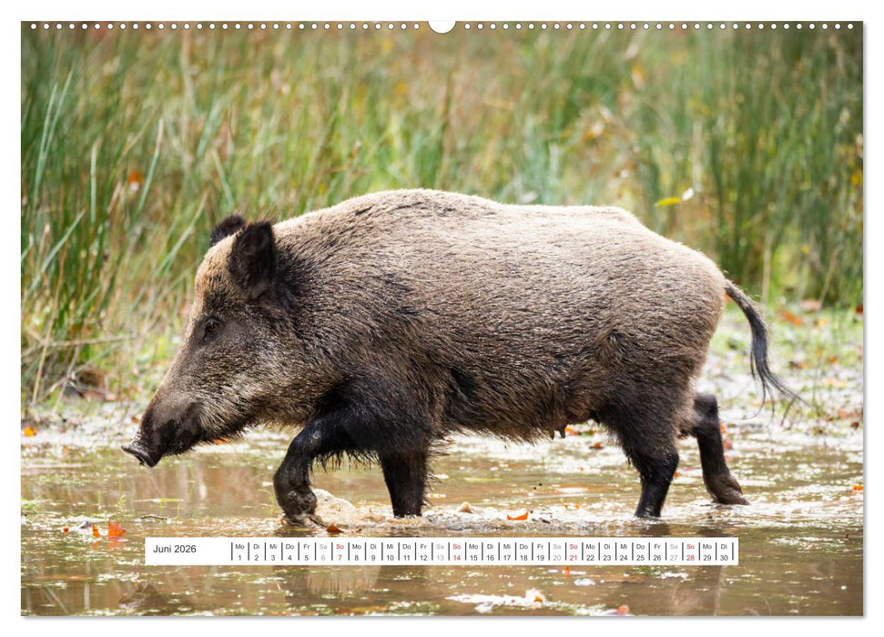 Faszination Schwarzwild (CALVENDO Wandkalender 2026)