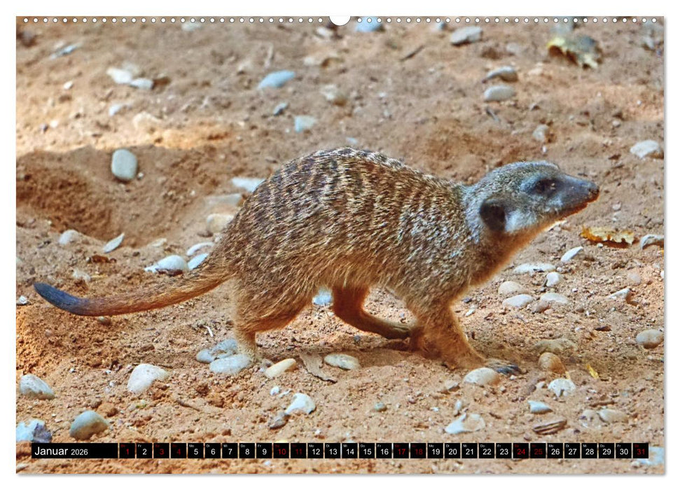 Lustige Erdmännchen (CALVENDO Wandkalender 2026)