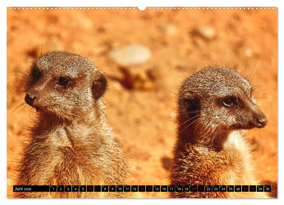 Lustige Erdmännchen (CALVENDO Wandkalender 2026)