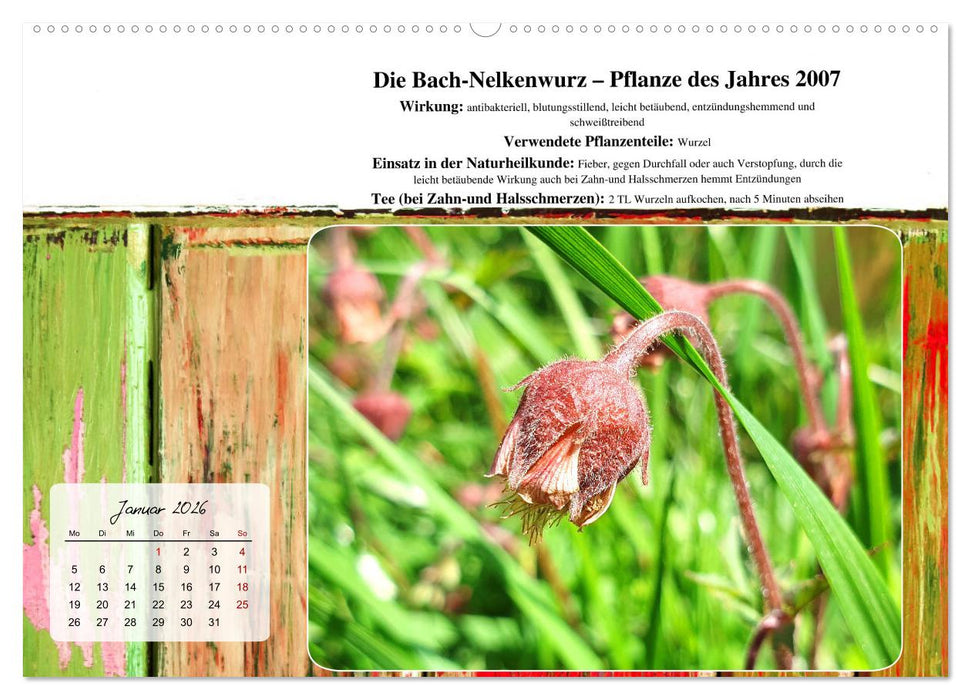 Gesundheit vor deiner Haustüre - Heilpflanzen am Alpenrand - Wirkung, Anwendungsbereiche und Teezubereitung (CALVENDO Premium Wandkalender 2026)