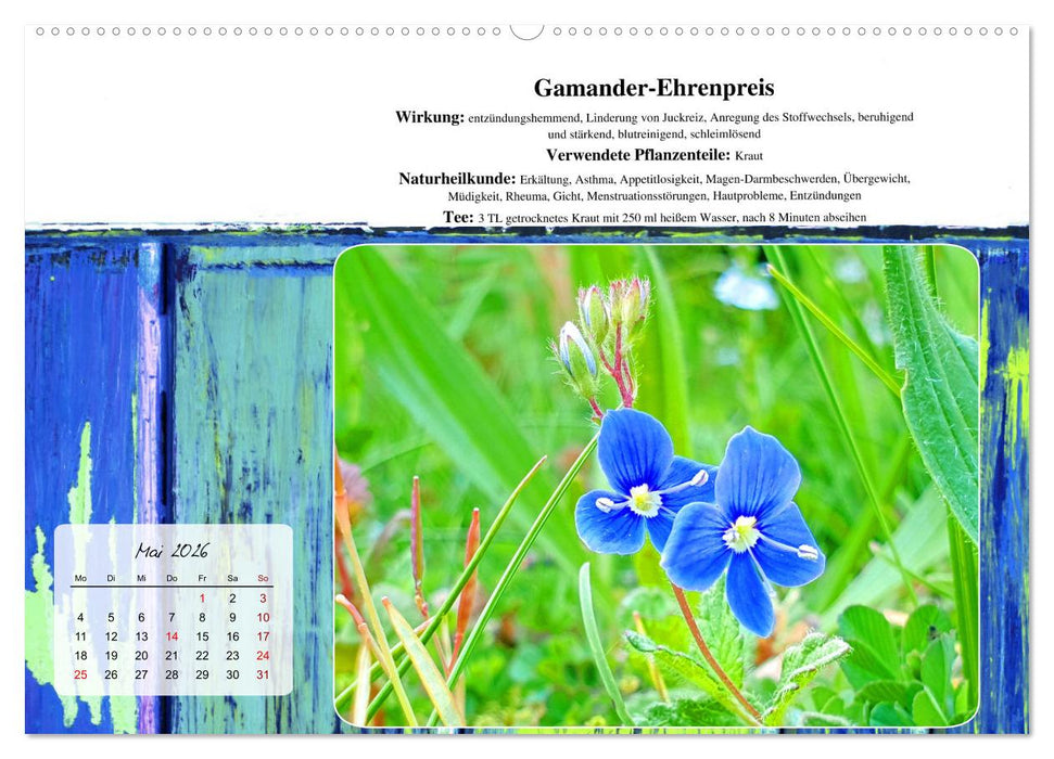 Gesundheit vor deiner Haustüre - Heilpflanzen am Alpenrand - Wirkung, Anwendungsbereiche und Teezubereitung (CALVENDO Premium Wandkalender 2026)