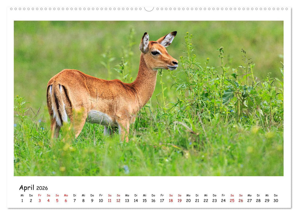 Tierparadies Kenia (CALVENDO Premium Wandkalender 2026)