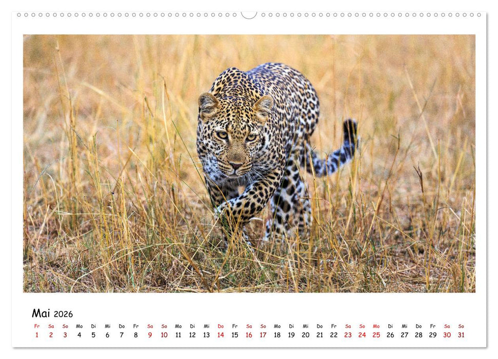 Tierparadies Kenia (CALVENDO Premium Wandkalender 2026)