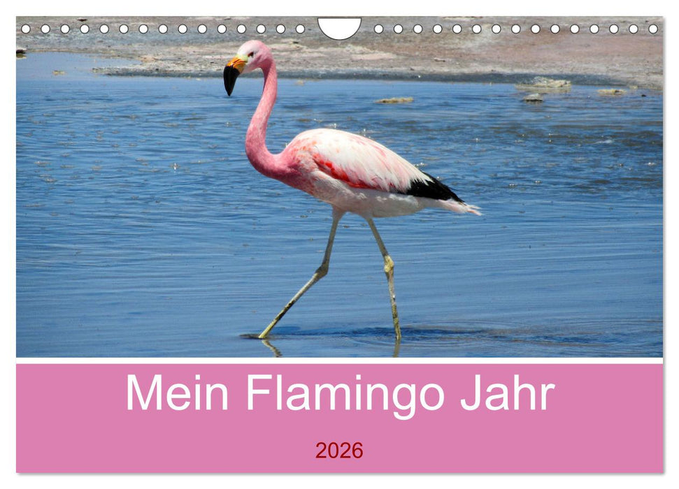Mein Flamingo Jahr (CALVENDO Wandkalender 2026)