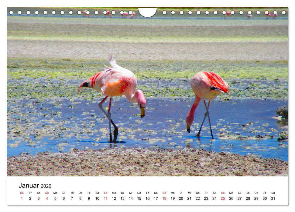 Mein Flamingo Jahr (CALVENDO Wandkalender 2026)