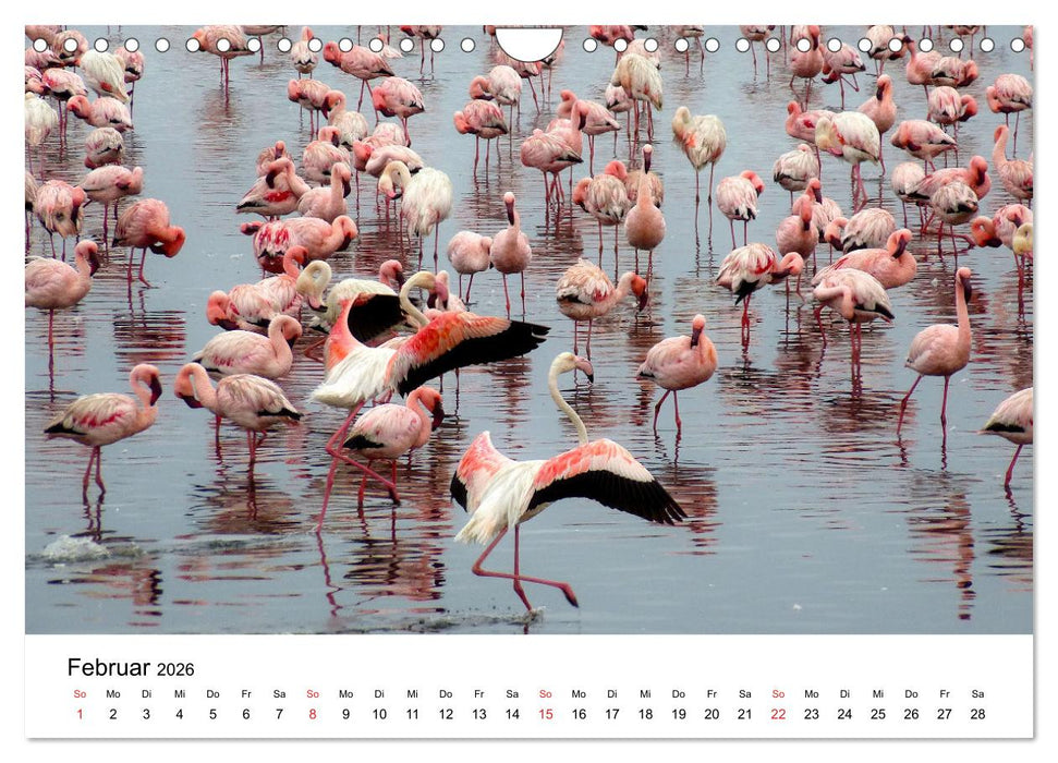 Mein Flamingo Jahr (CALVENDO Wandkalender 2026)