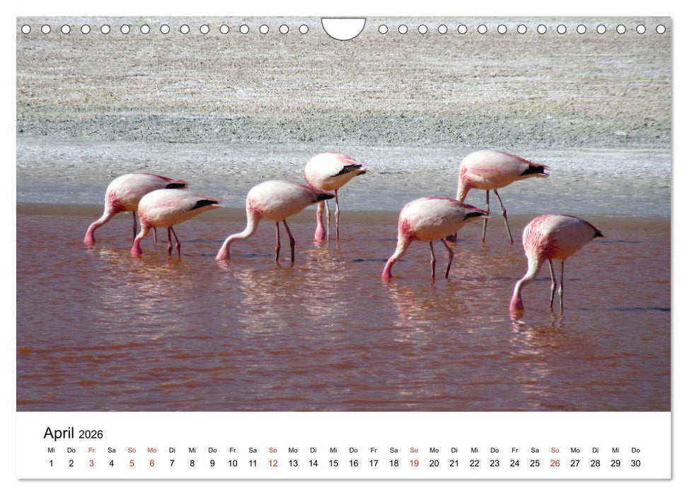 Mein Flamingo Jahr (CALVENDO Wandkalender 2026)