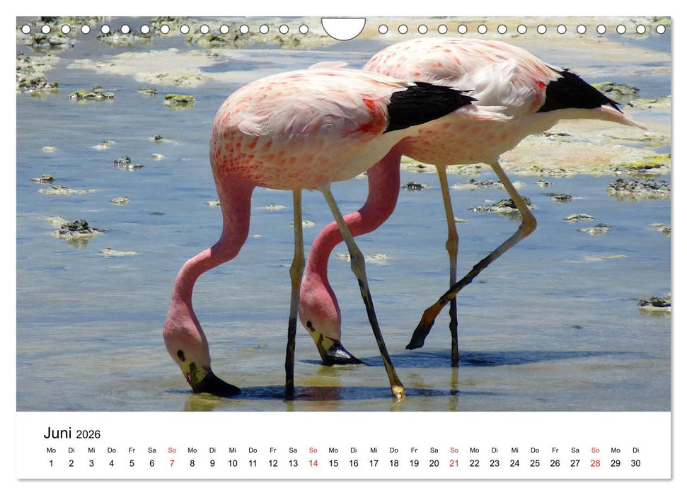 Mein Flamingo Jahr (CALVENDO Wandkalender 2026)