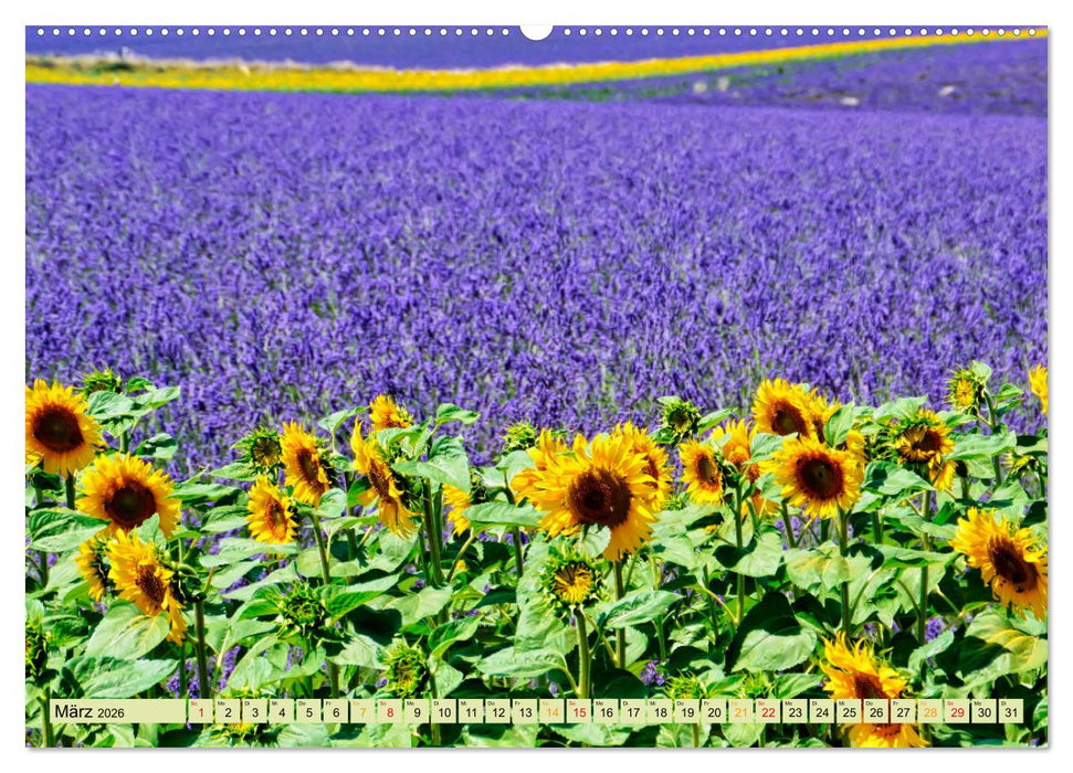 Traum-Ziele - Lavendel der Provence, Frankreich (CALVENDO Premium Wandkalender 2026)