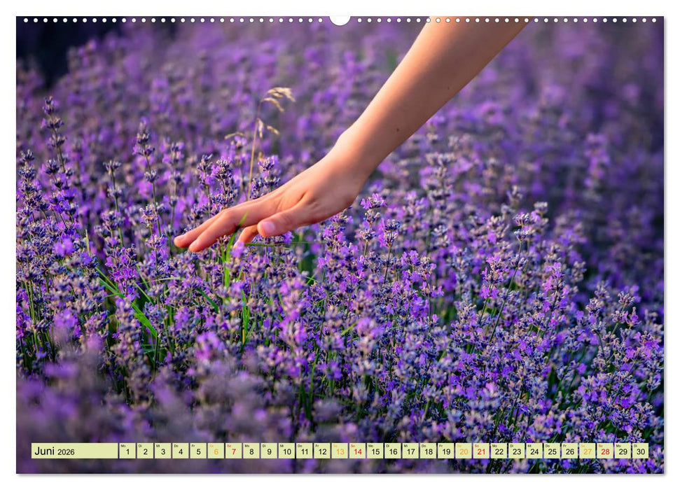 Traum-Ziele - Lavendel der Provence, Frankreich (CALVENDO Premium Wandkalender 2026)