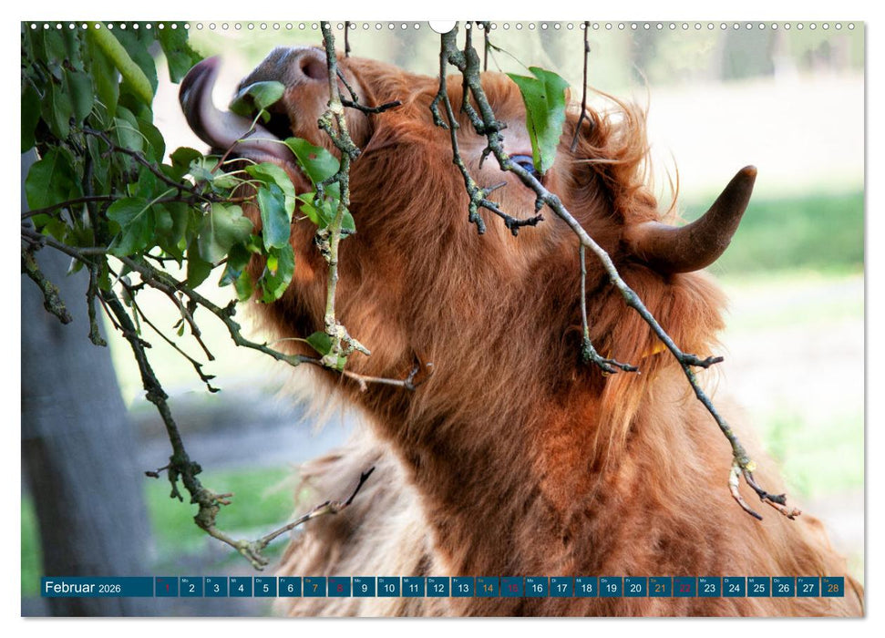 Geliebte Highlander (CALVENDO Wandkalender 2026)
