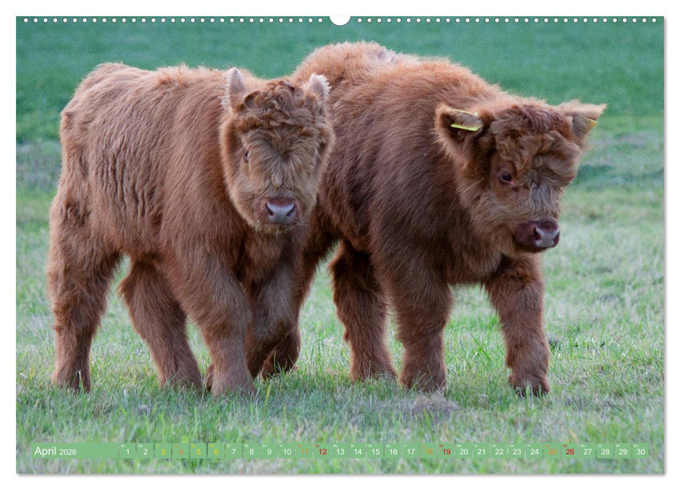 Geliebte Highlander (CALVENDO Wandkalender 2026)