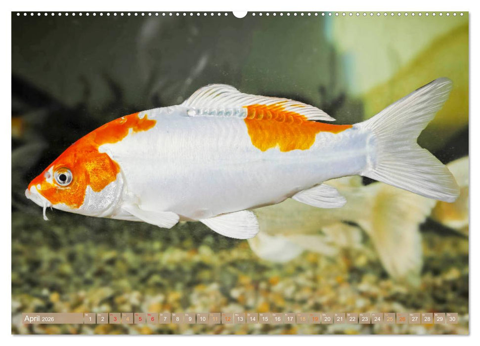 Koi: Juwelen im Teich (CALVENDO Premium Wandkalender 2026)