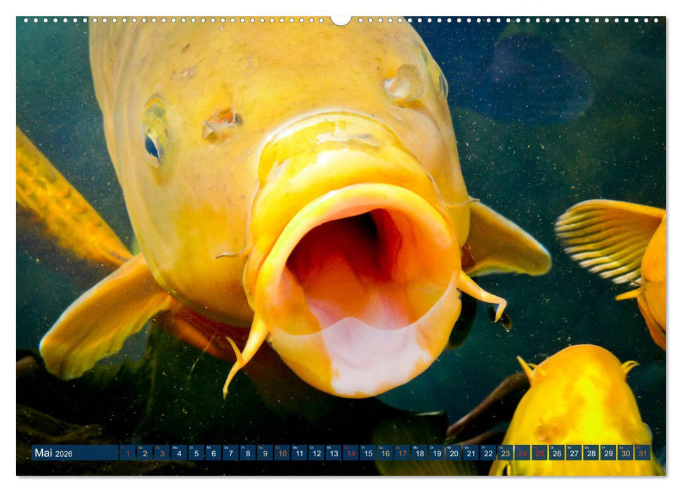Koi: Juwelen im Teich (CALVENDO Premium Wandkalender 2026)