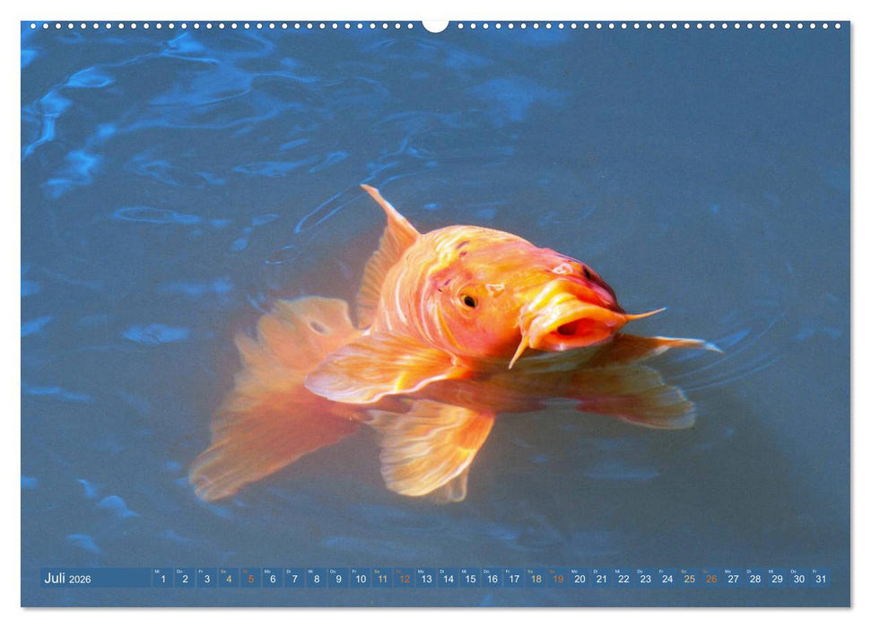 Koi: Juwelen im Teich (CALVENDO Premium Wandkalender 2026)