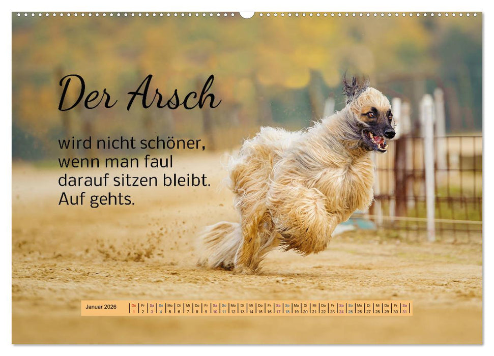 Der Spruchkalender - freiheraus und witzig (CALVENDO Premium Wandkalender 2026)