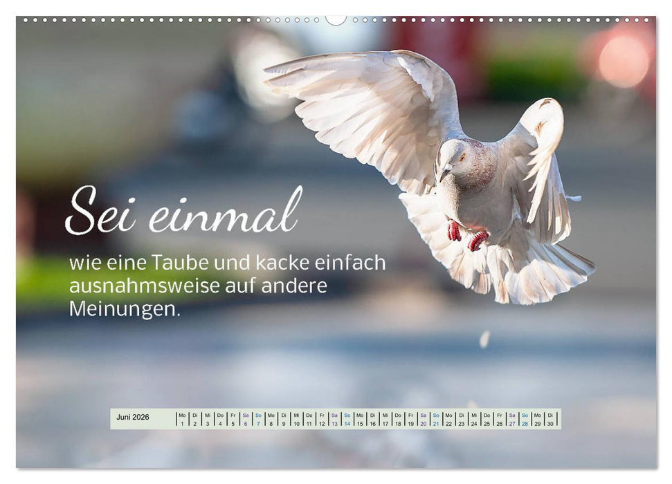 Der Spruchkalender - freiheraus und witzig (CALVENDO Premium Wandkalender 2026)