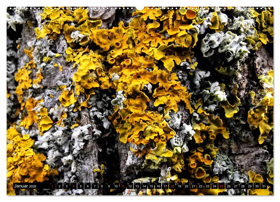 Welt der Flechten (CALVENDO Premium Wandkalender 2026)
