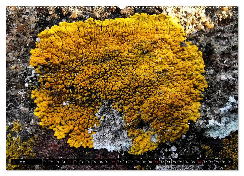 Welt der Flechten (CALVENDO Premium Wandkalender 2026)