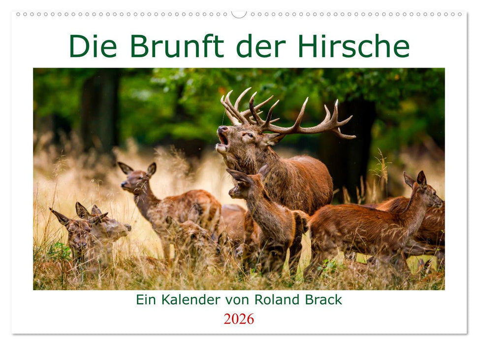 Die Brunft der Hirsche (CALVENDO Wandkalender 2026)