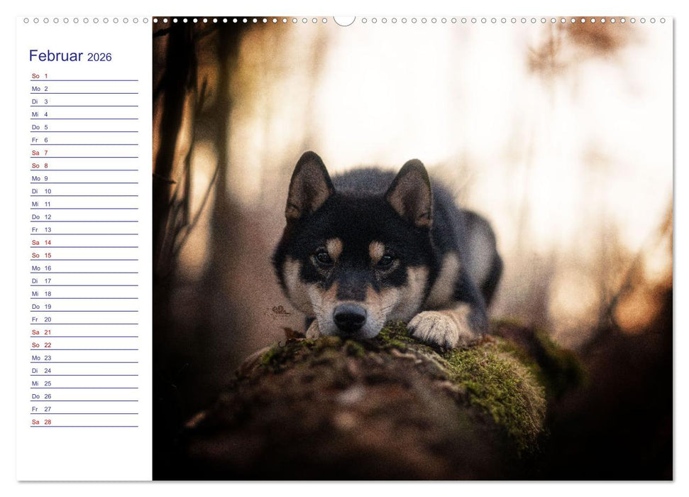 Japans Seelenhunde (CALVENDO Wandkalender 2026)