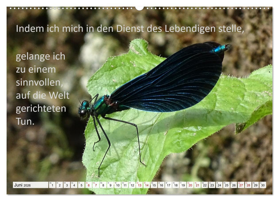 Albert Schweitzer Zitate (CALVENDO Wandkalender 2026)