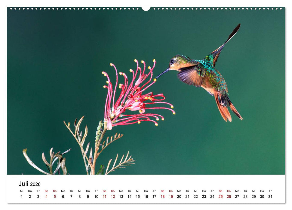 Kolibris - Flugkünstler im Regenwald (CALVENDO Premium Wandkalender 2026)