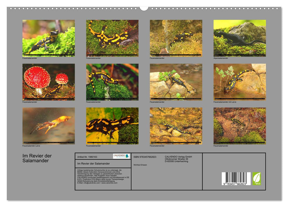 Im Revier der Salamander (CALVENDO Premium Wandkalender 2026)