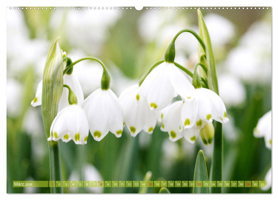 Weiße Frühlingsblüten (CALVENDO Premium Wandkalender 2026)