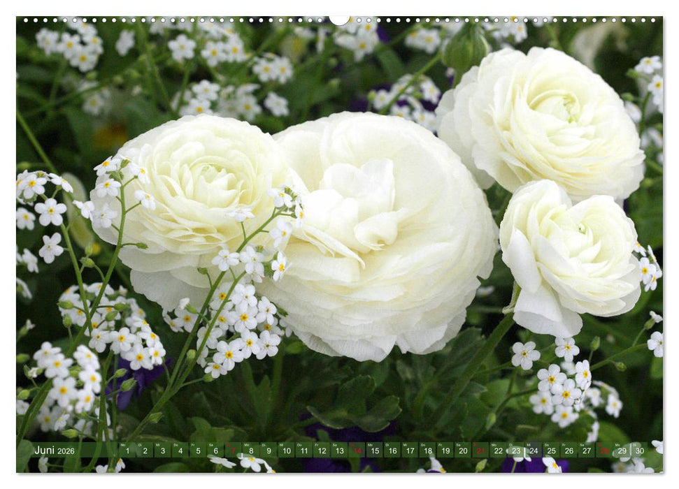 Weiße Frühlingsblüten (CALVENDO Premium Wandkalender 2026)