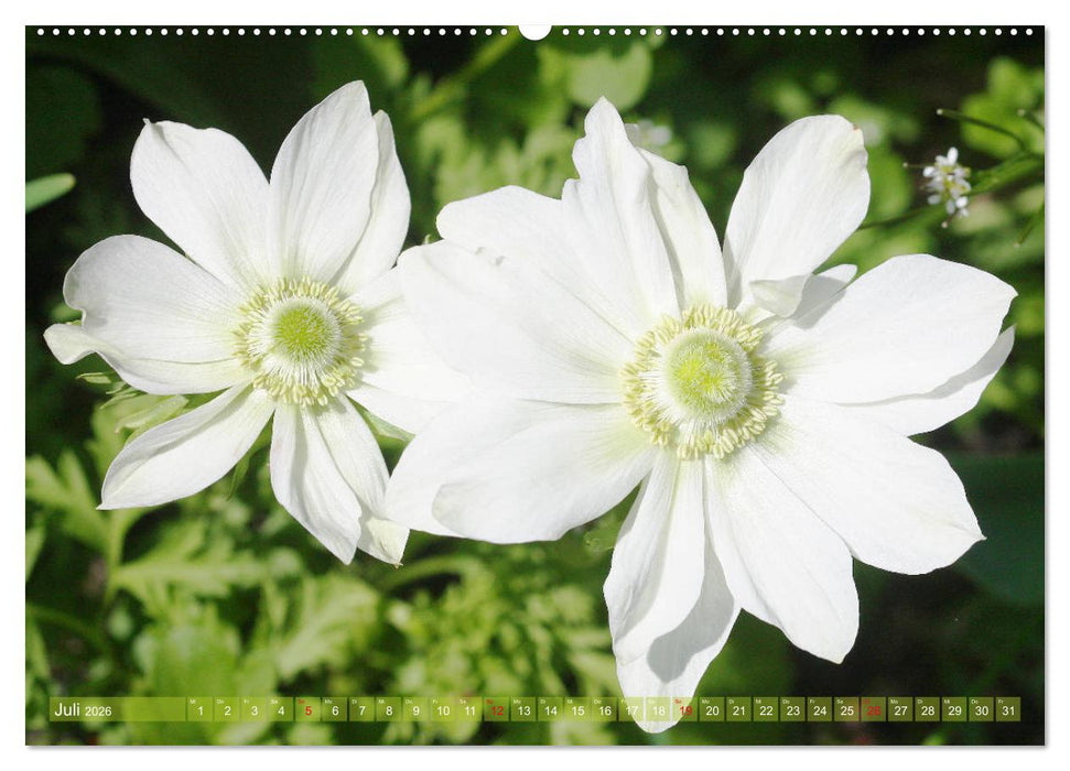 Weiße Frühlingsblüten (CALVENDO Premium Wandkalender 2026)