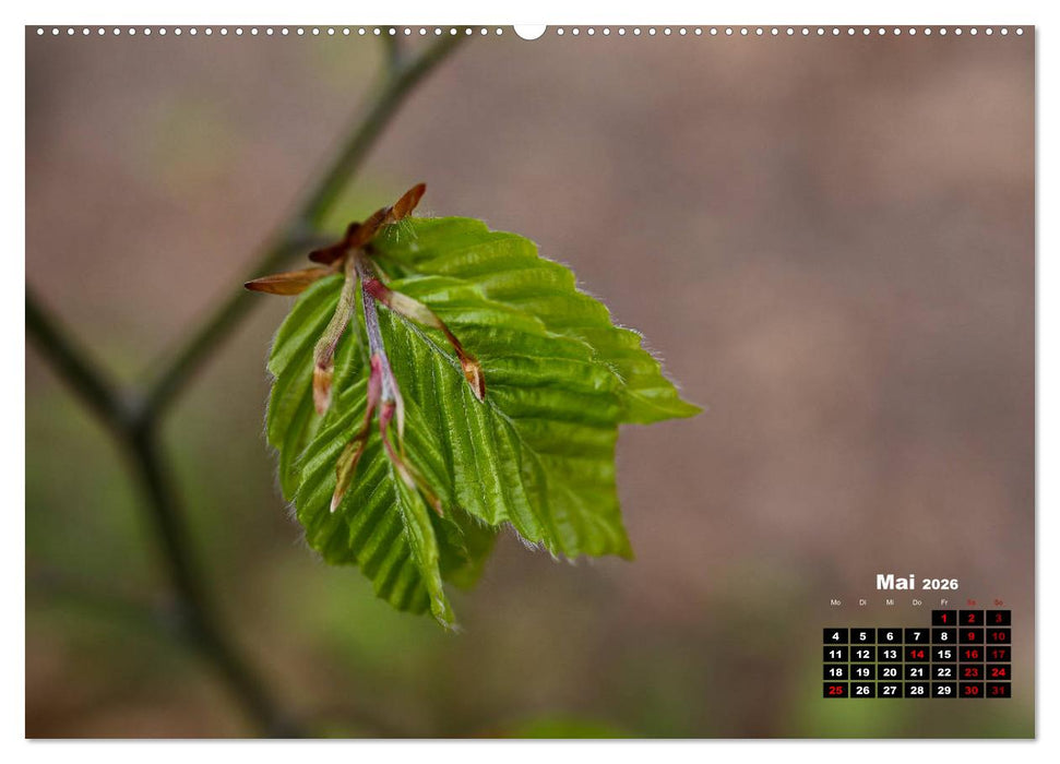 Bäume im Detail (CALVENDO Premium Wandkalender 2026)